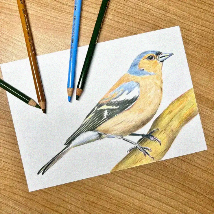 30+ Captivating Ideas to Inspire Your Next Bird Drawings