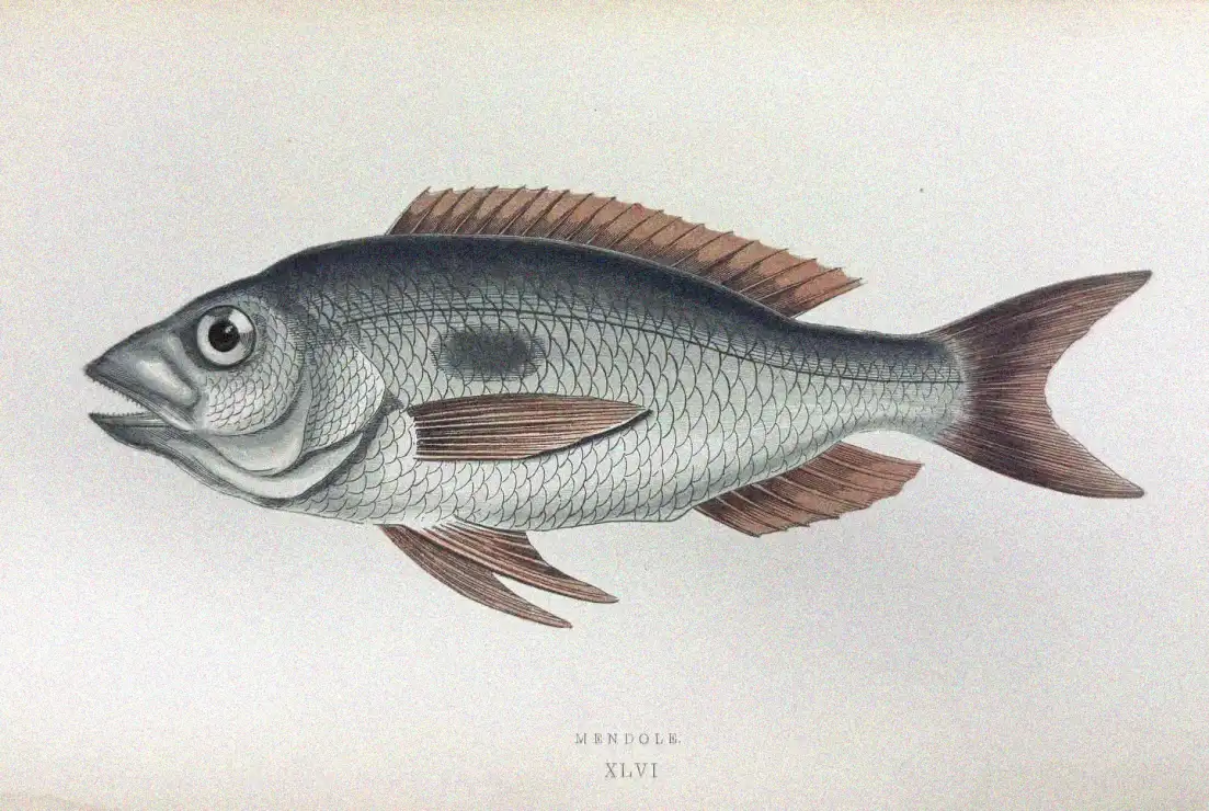 25+ Epic Inspirations for Realistic Fish Drawings to Spark Your Creativity