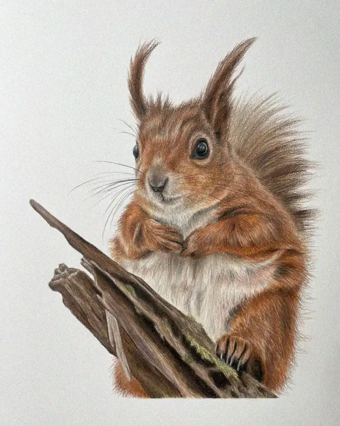 20+ Inspiring Squirrel Drawings to Spark your Creativity Today