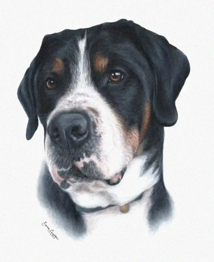 Intense Gaze of a Swiss Mountain Dog