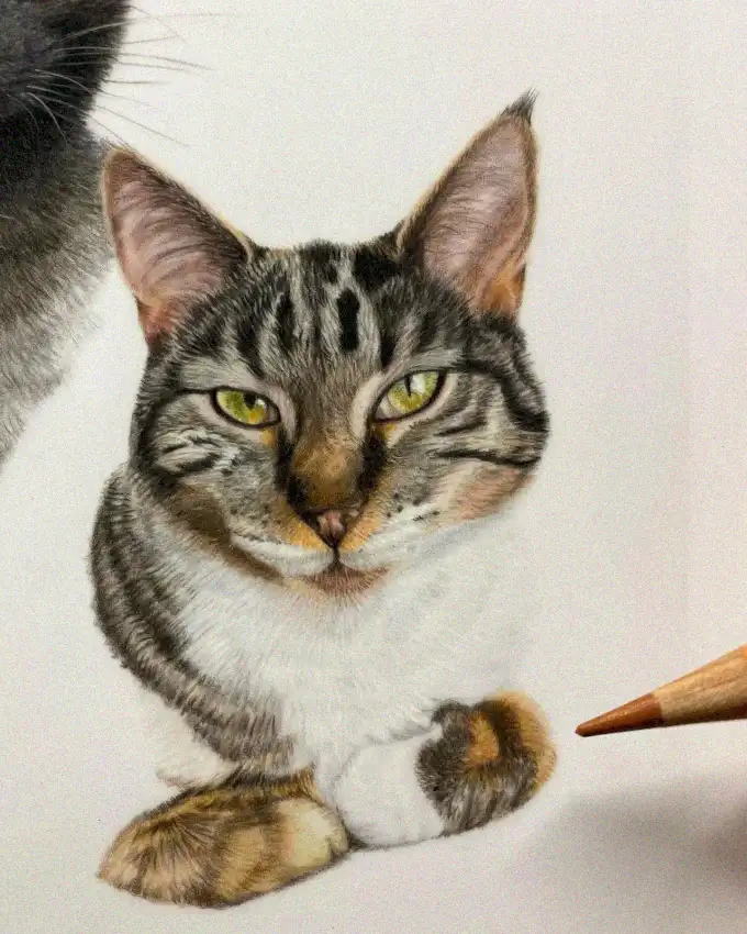 Tabby Cat Portrait in Colored Pencil
