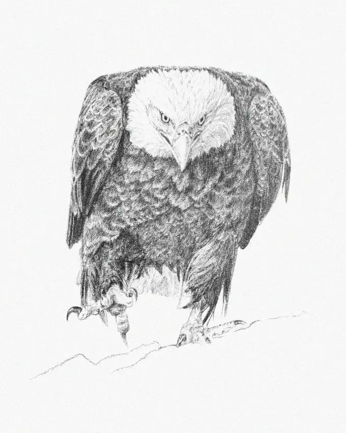 Eagle's Menace: A Pencil Sketch
