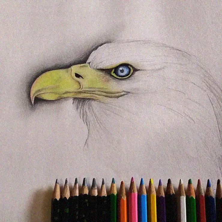 An Eagle's Gaze in Pencil Palette