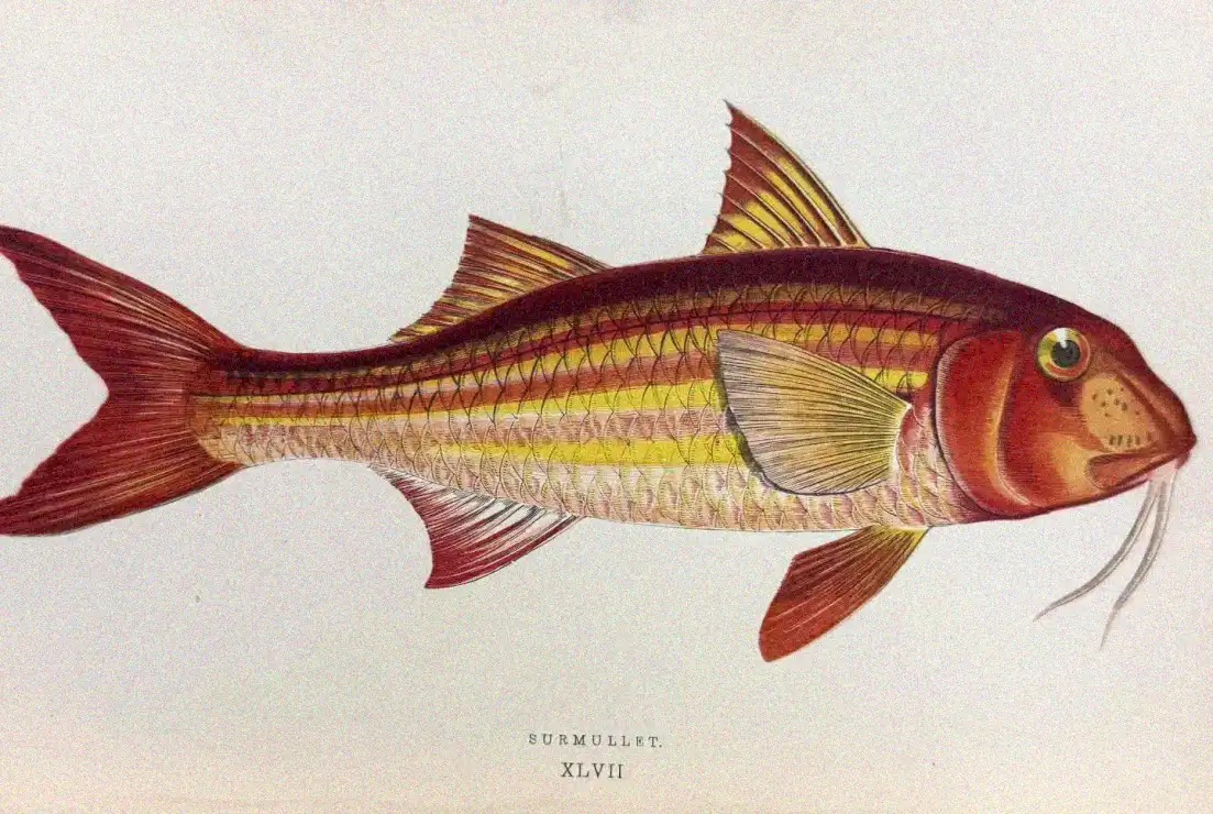 Vintage Illustration of a Red Surmulet