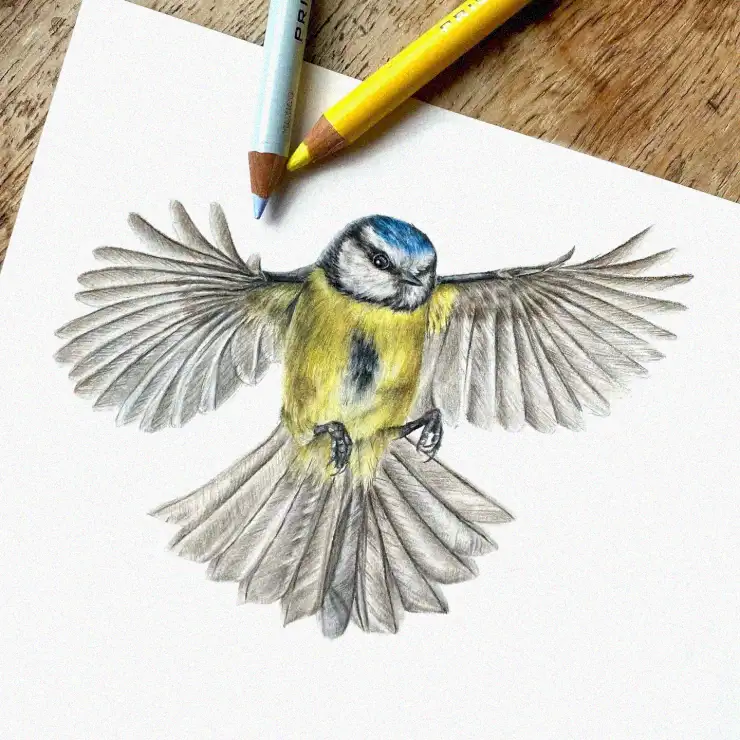 Flight of the Blue Tit in Pencil