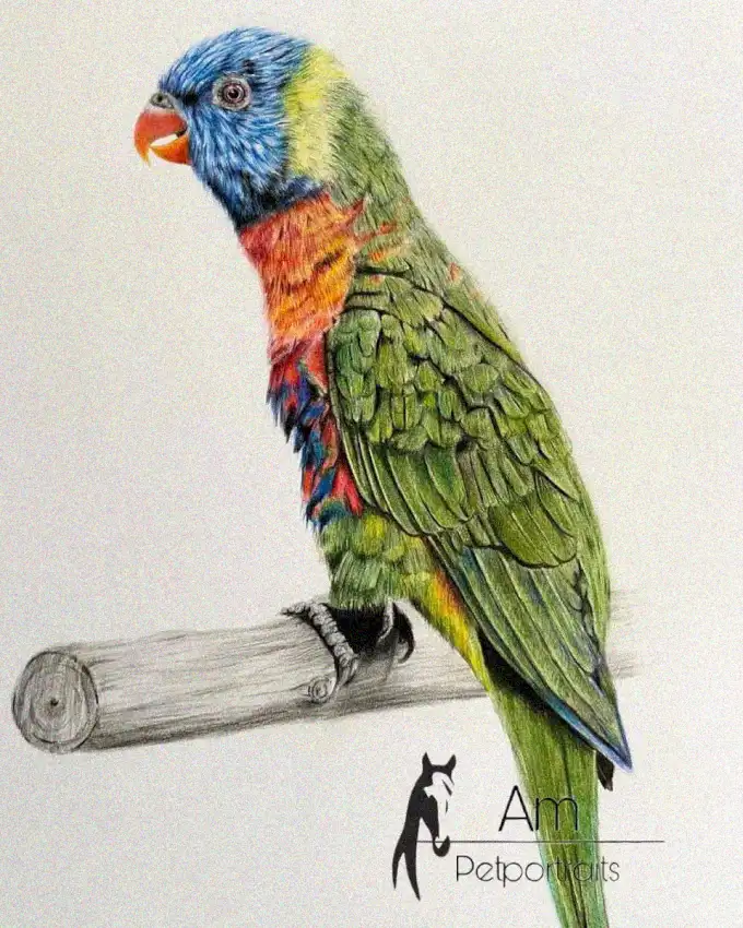 Vibrant Lorikeet Masterpiece in Colored Pencil