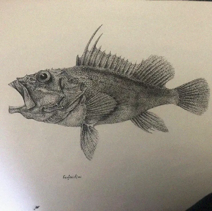 Scappolini's Spiky Finned, Wide-Mouthed Fish