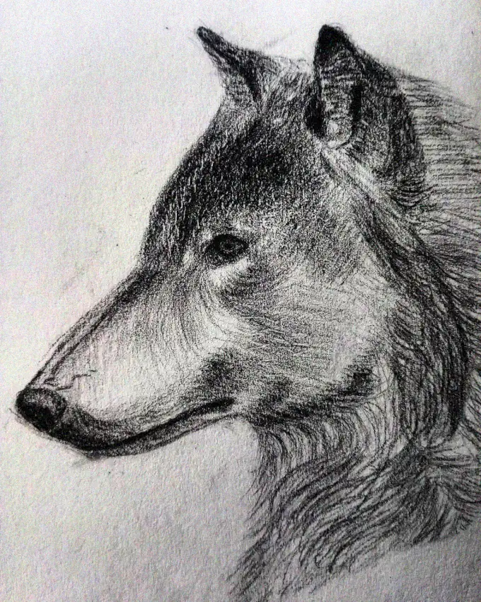 Wolf Profile in Pencil Detail