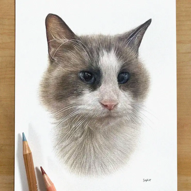 Blue-Eyed Feline in Colored Pencil