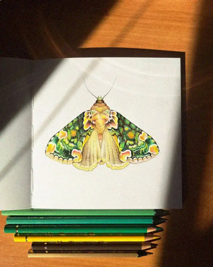 Sunlit Sketchbook: Moth Amidst Colorful Pencils