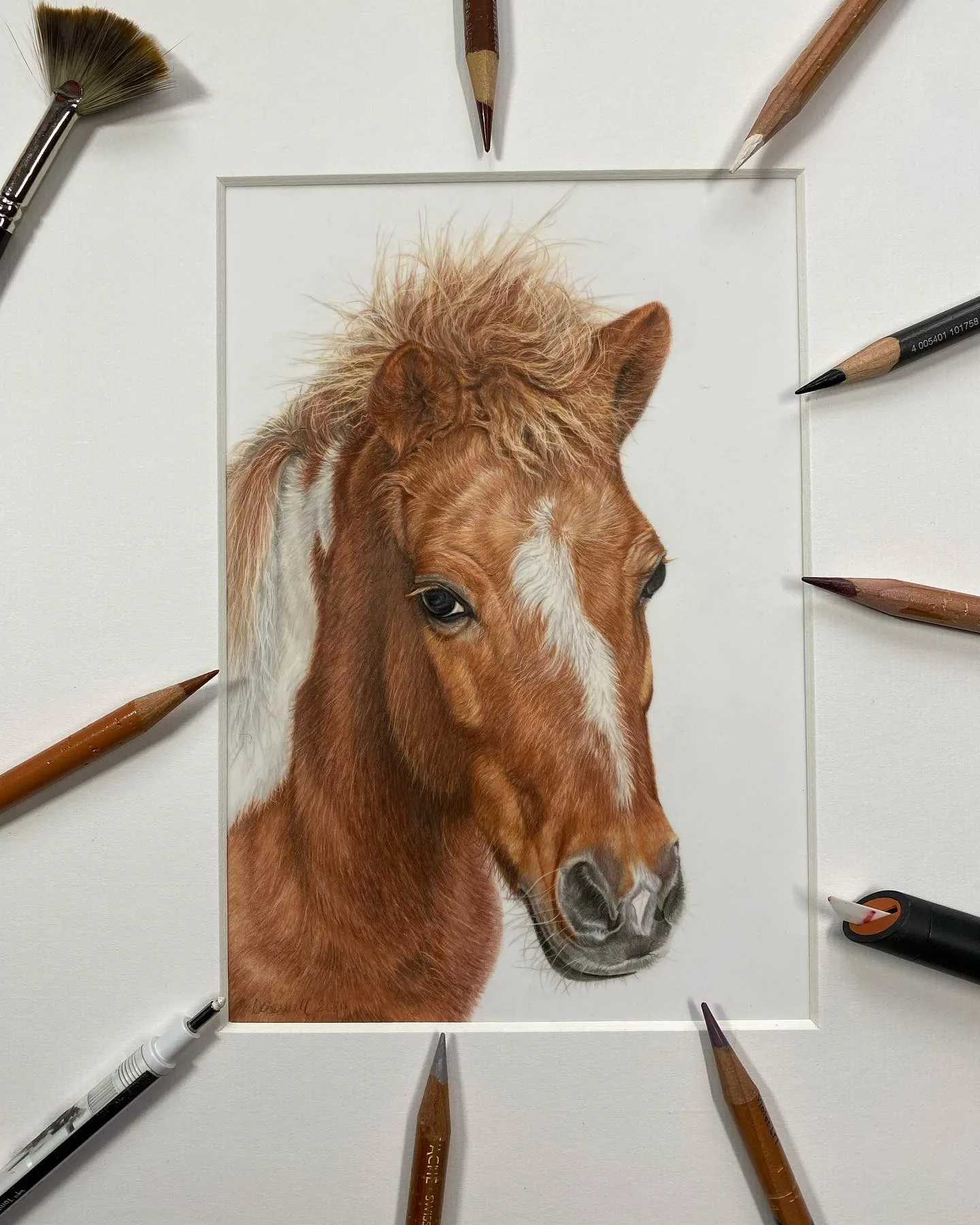 Sketching Equine Beauty in Colored Pencil