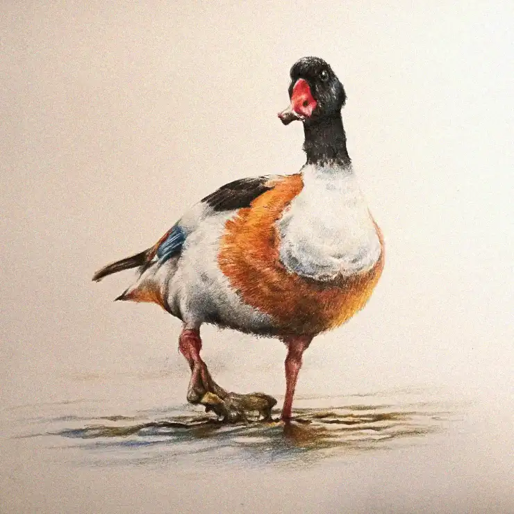 Vivid Duck in Gentle Waters