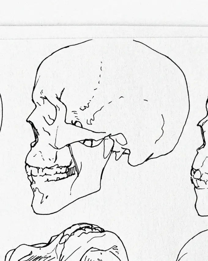 Profiled Sketch of the Human Skull
