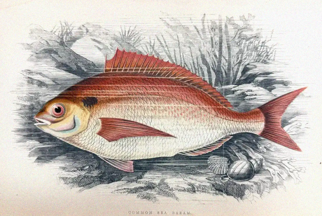Vintage Illustration of a Common Sea Bream
