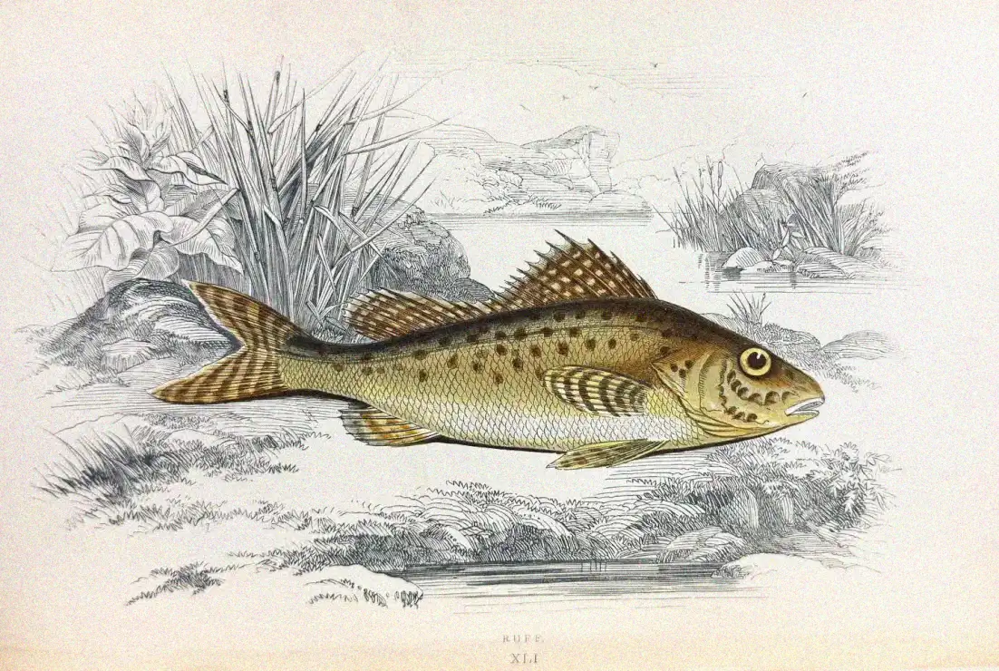 Patterned Fish Tale in Serene Scenery