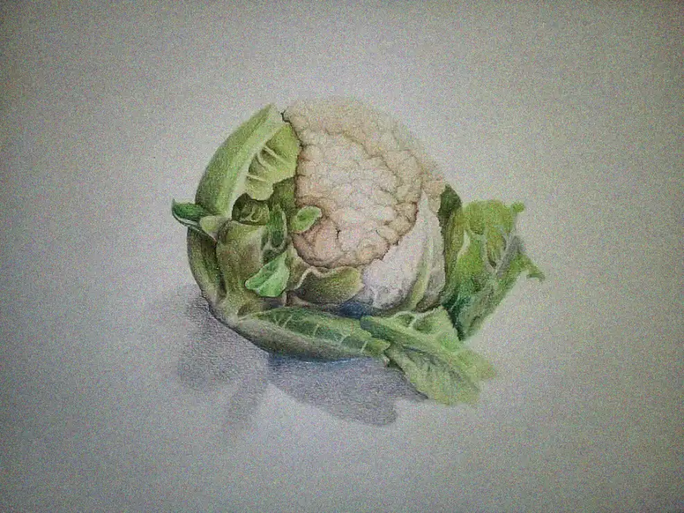 Cauliflower in Colored Pencil Splendor