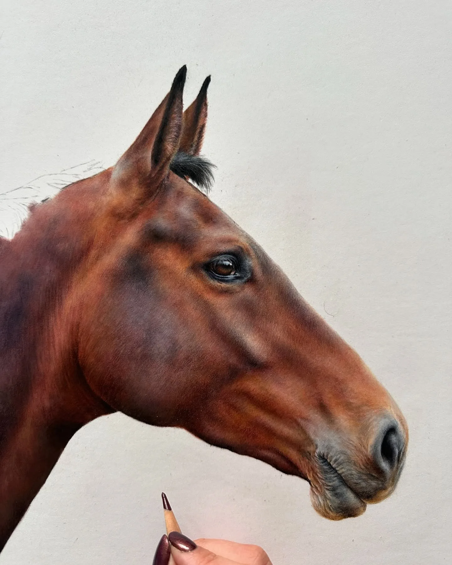 Artistry in the Drawing of Equine Portraits