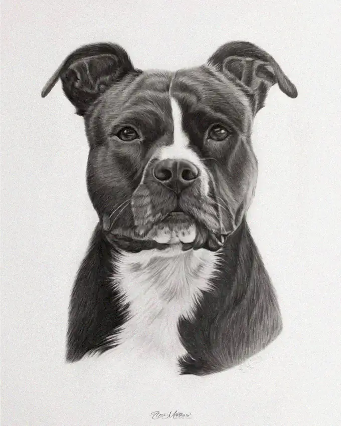 Solemn Gaze of a Grayscale Pitbull