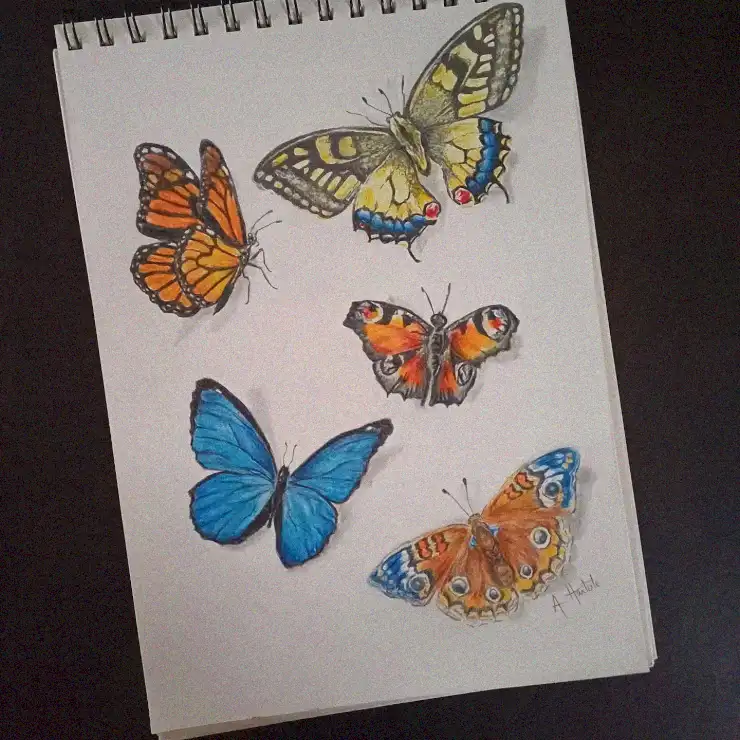 Butterfly Wonders in Crayon and Ink