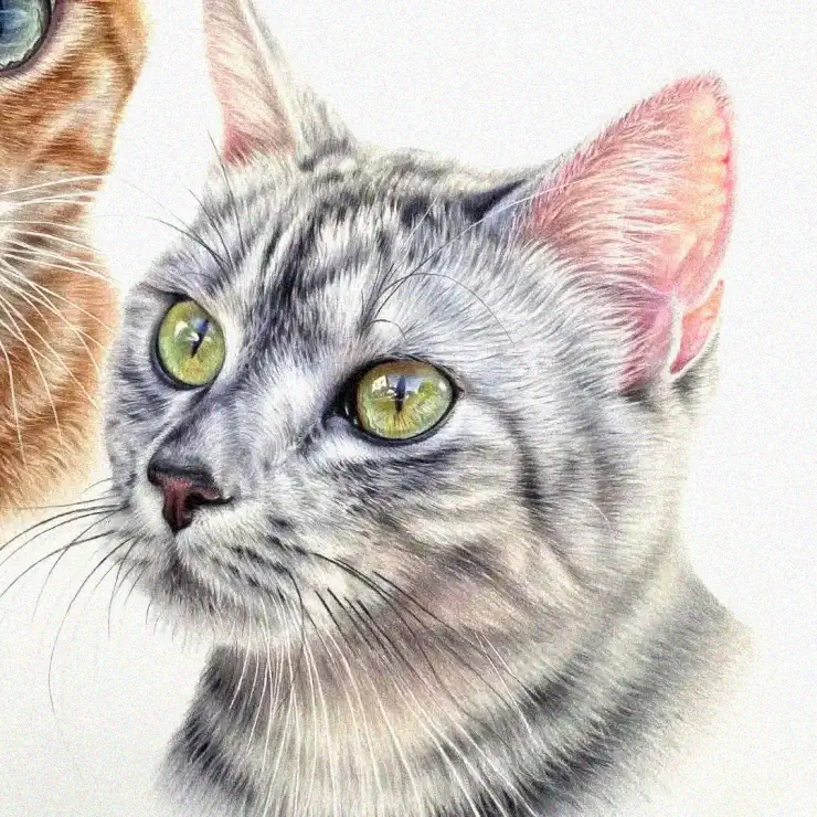Yellow-Eyed Mystery in Graphite