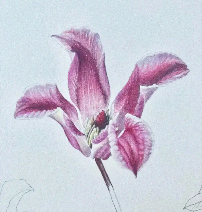 Pink Magnolia Blossom in Colored Pencil