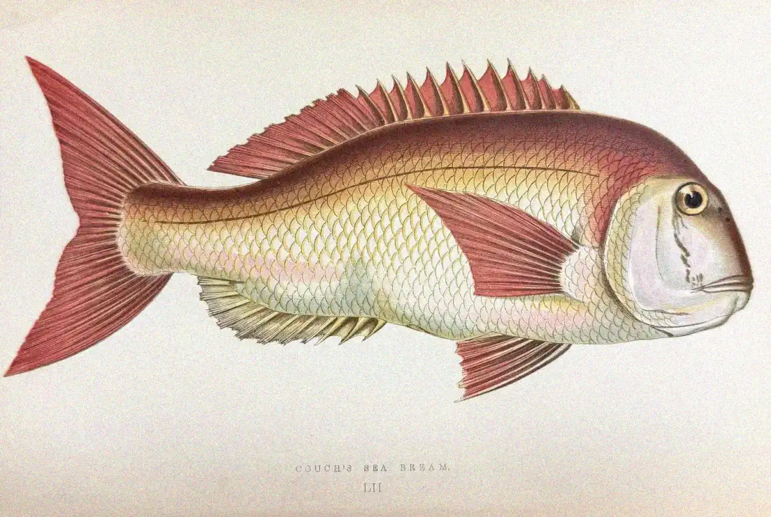 Vivid Illustration of Vintage Couch's Sea Bream