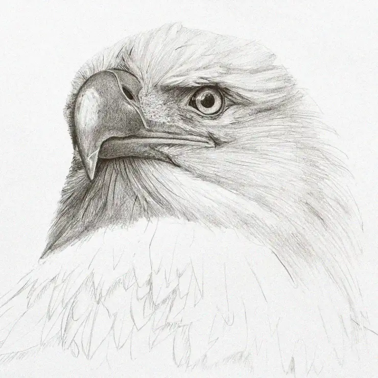 Eagle Gaze - A Pencil Journey
