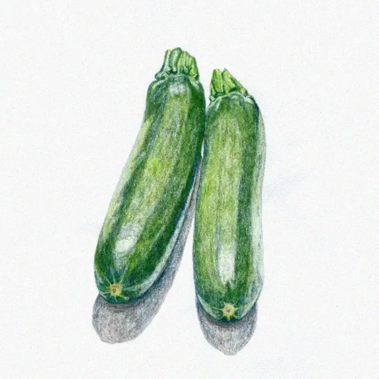 Sketching Zucchinis in Vibrant Greens