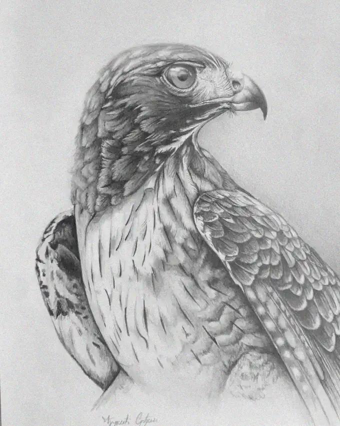 Eagle's Essence Captured in Pencil Strokes