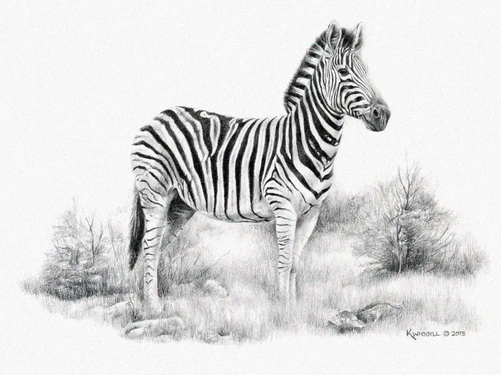 Zebra Amidst the Grassy Expanse