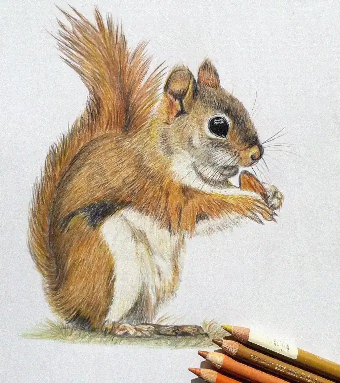 Colorful Squirrel Sketch with Pencils