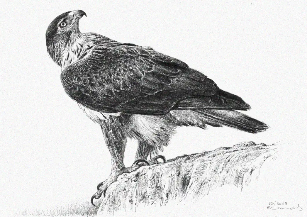 Perched Eagle's Leftward Gaze