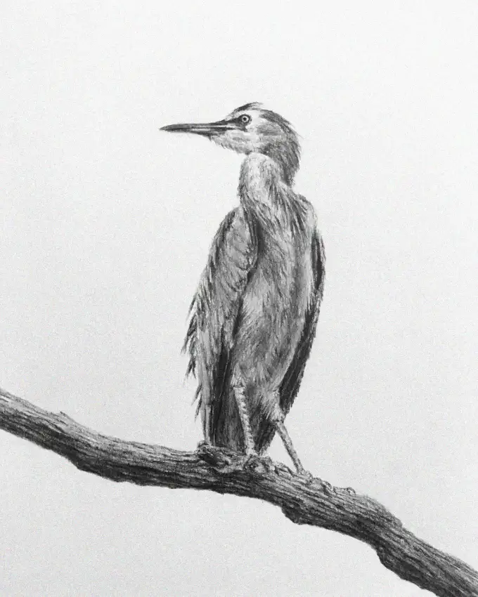 Profile Sketch of a Perched Heron