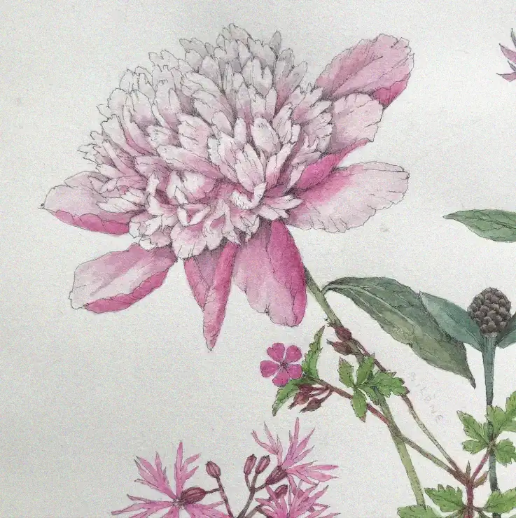 Whispers of Peony: A Watercolor Symphony
