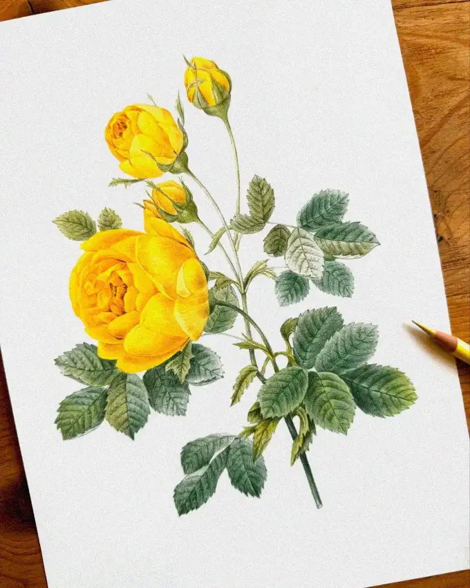 Sketching a Blossoming Yellow Rose