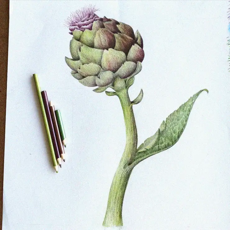 Artichoke and Pencils in Vibrant Display