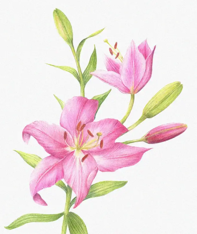 Dreamy Blossoming Pink Lilies Revealed