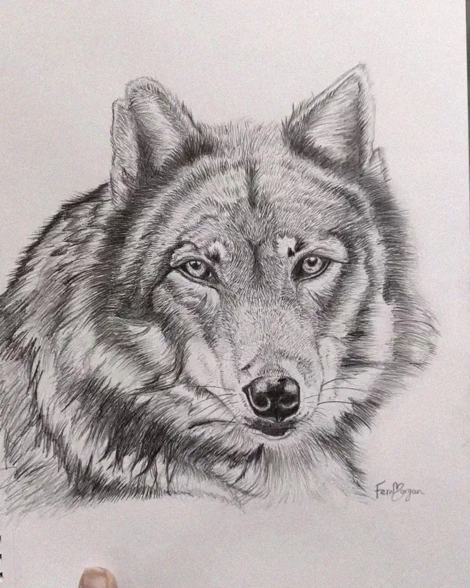 Intense Gaze of the Sketched Wolf