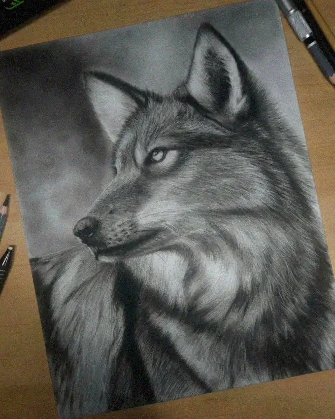 Wolf's Stare: A Portrait in Pencil
