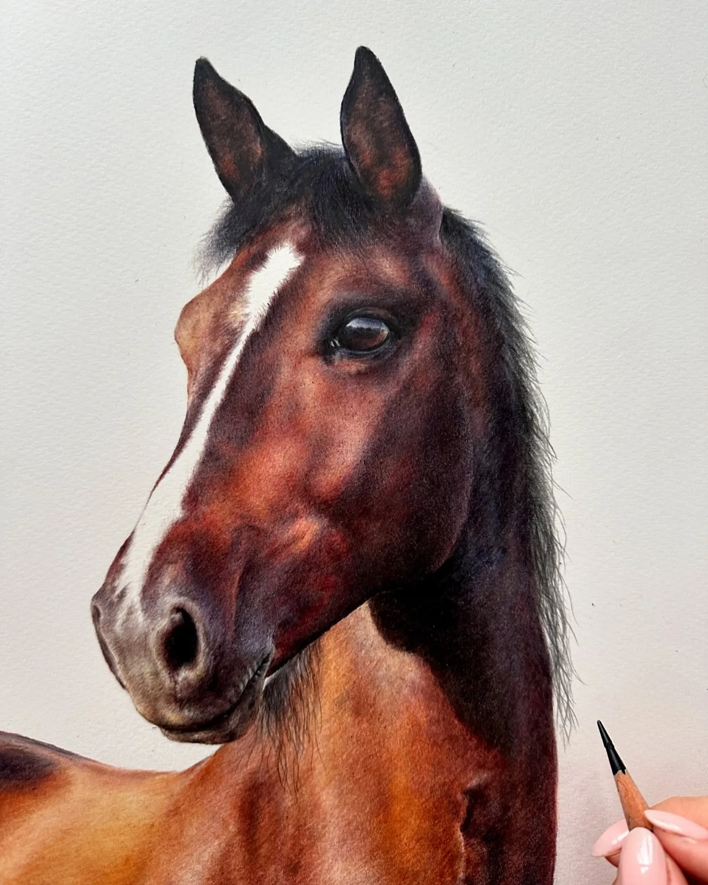 Unfinished Portrait of a Steed