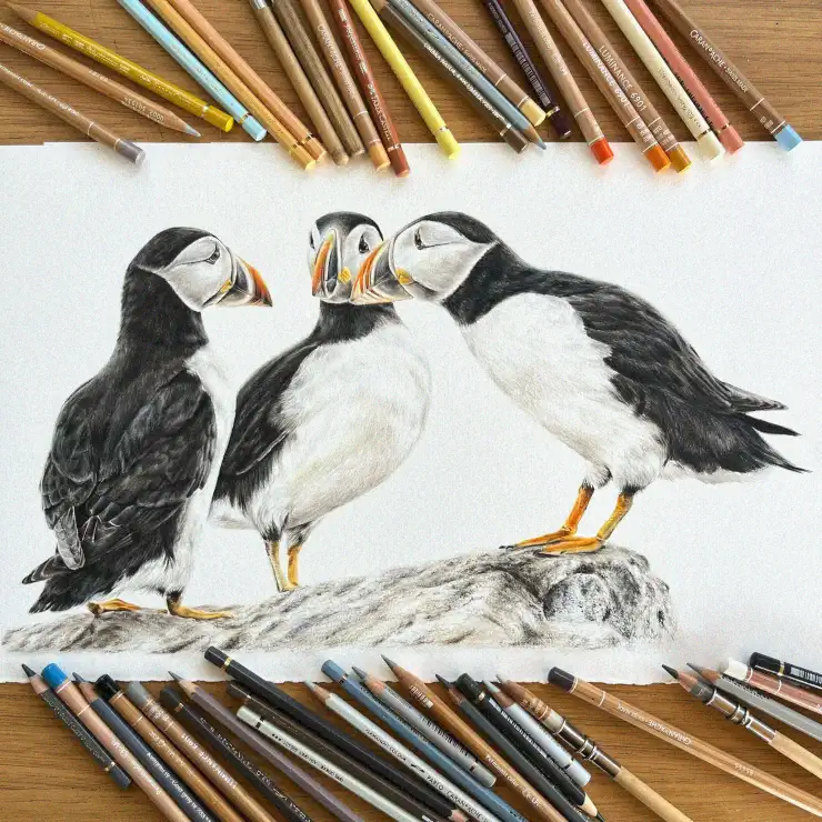 Puffins on a Rock in Colored Pencil