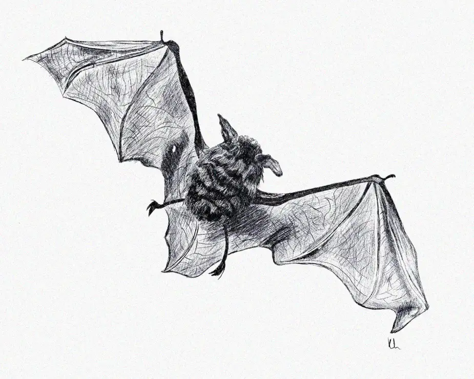 Midnight Bat in Pencil Flight