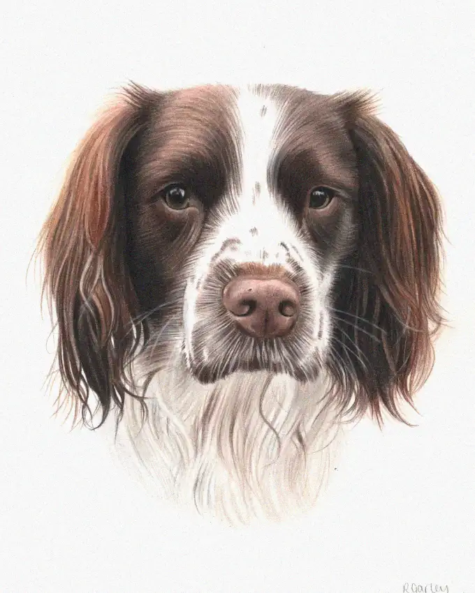 Springer Spaniel's Expressive Gaze Captured