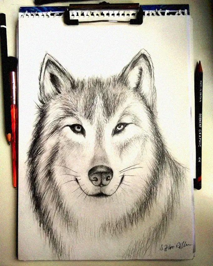 Wolf Head Sketch Amidst Drawing Tools