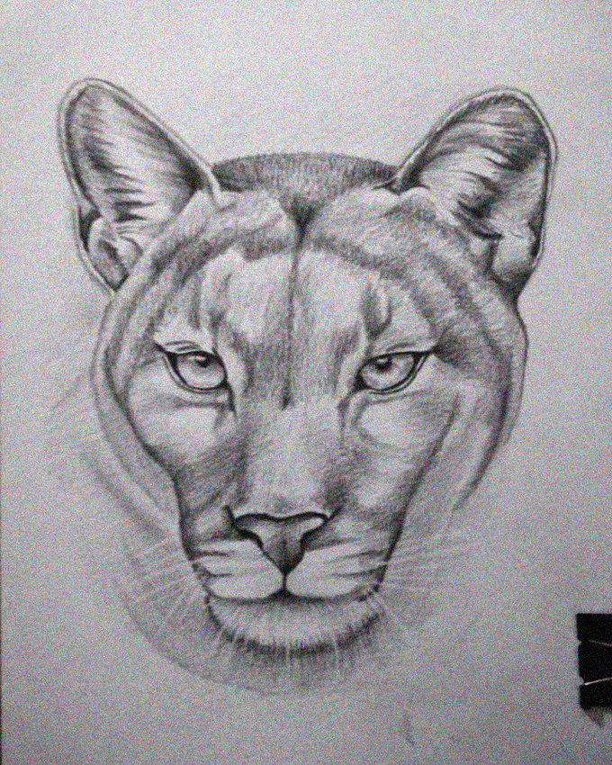 Intensity in a Mountain Lion's Gaze