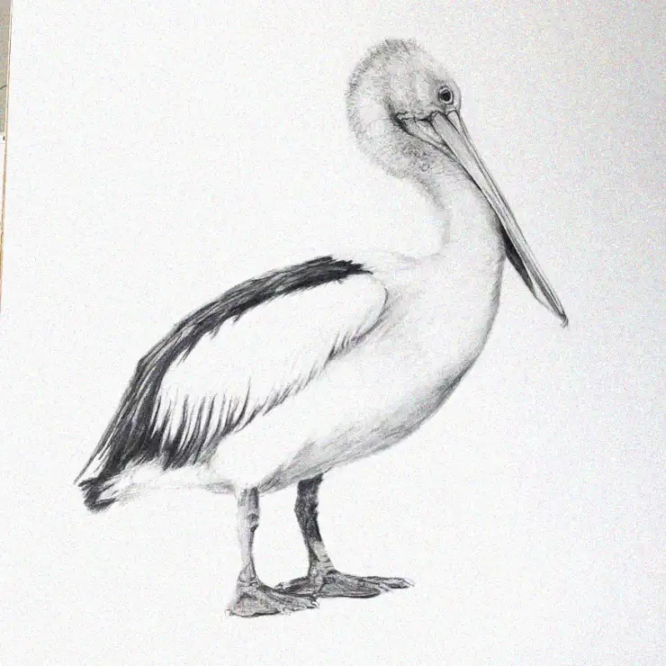 Pelican Portrait in Fine Pencil