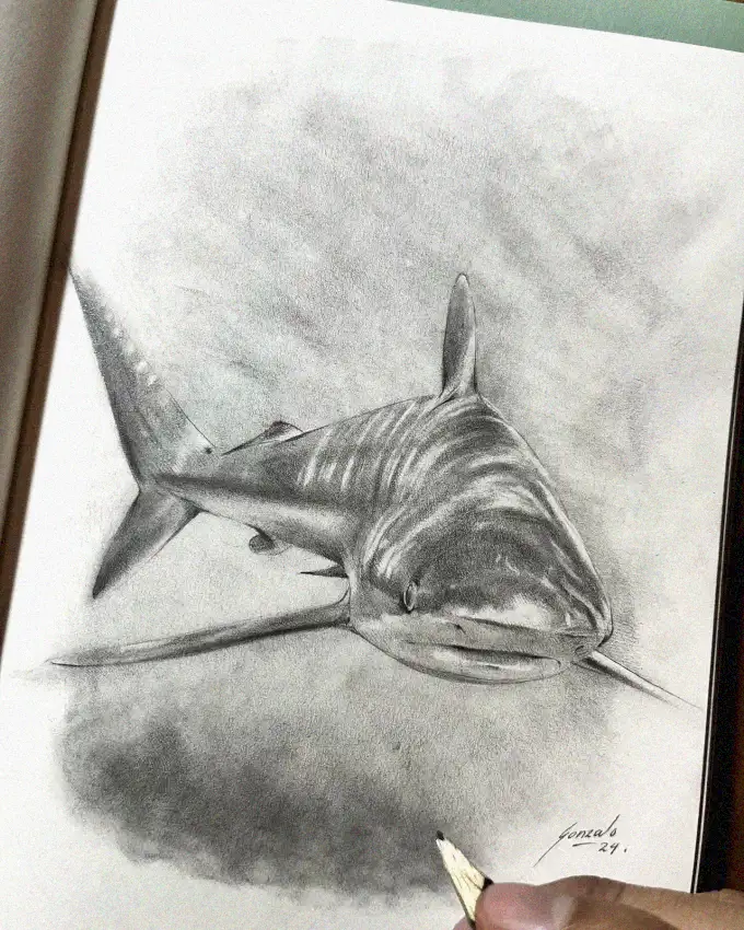 Realistic Shark Sketch by Noted Artist