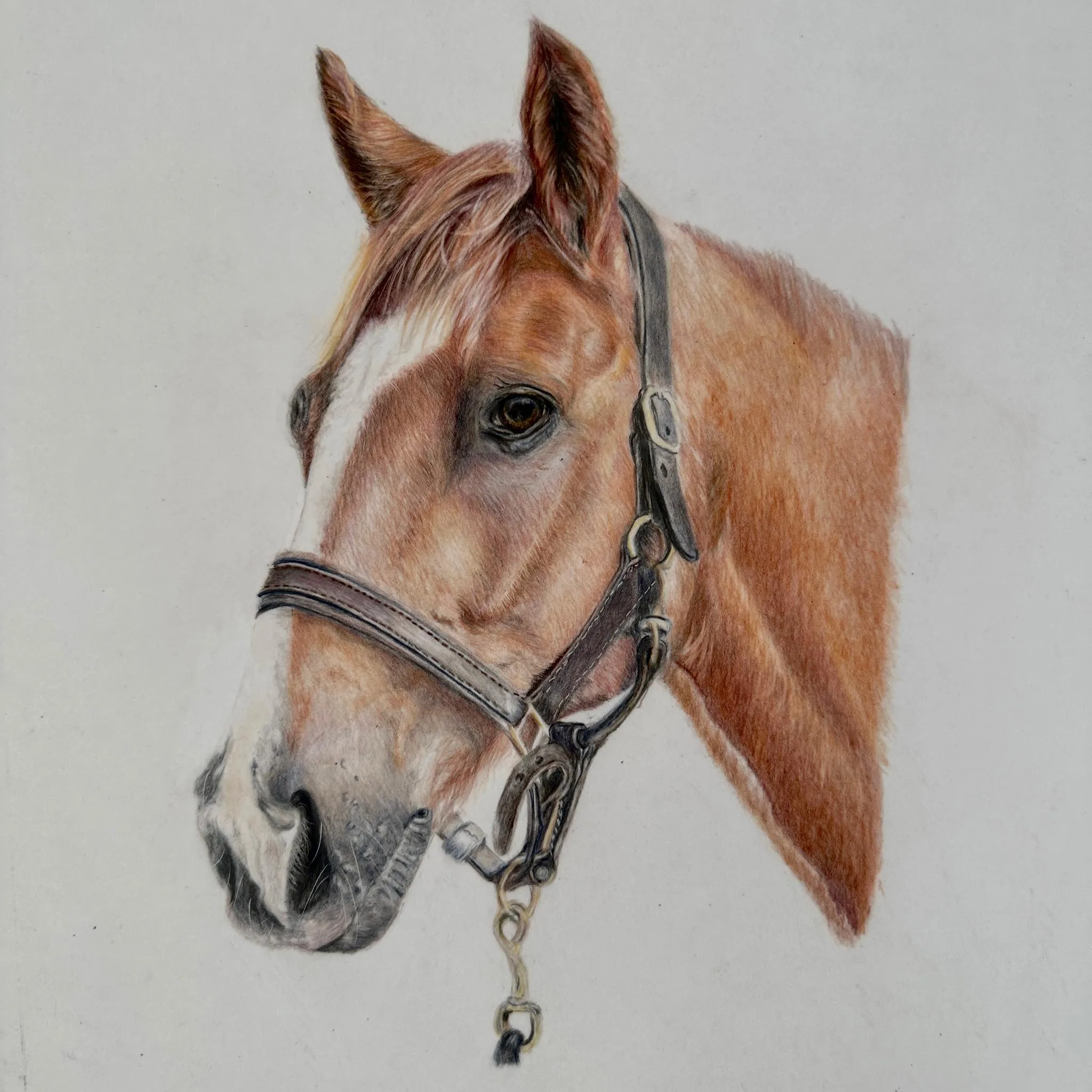 Bridled Equine Grace in Pencil