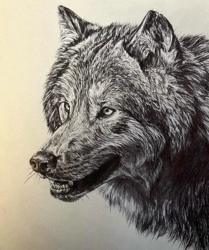 Wolf's Piercing Gaze in Monochrome Sketch