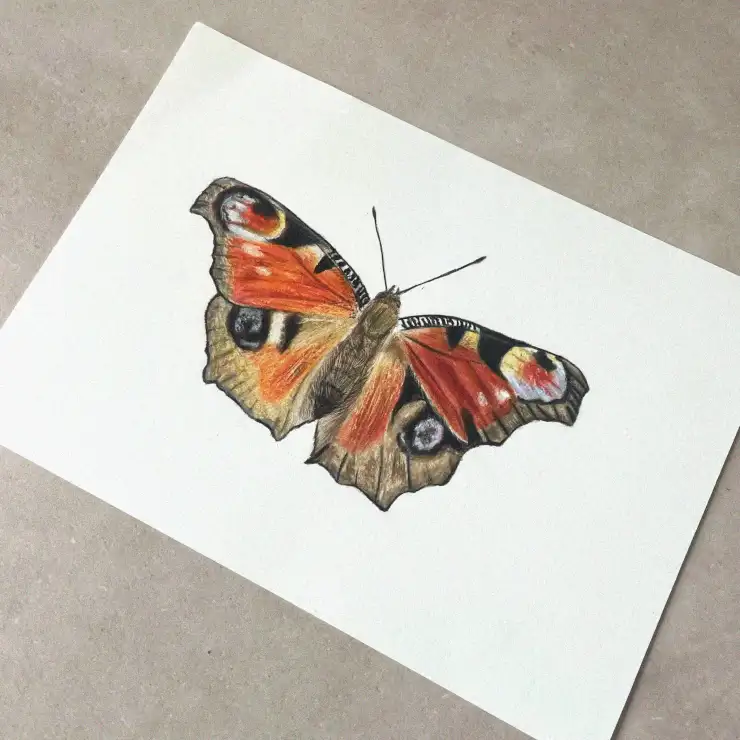 Butterfly Brilliance in Colored Pencil